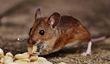 24 Hour & Emergency Exterminators in South Prince George, VA